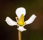 White screwstem